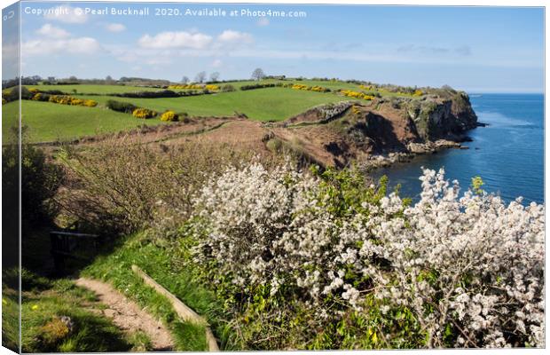 Anglesey Coast Path in Spring Canvas Print by Pearl Bucknall
