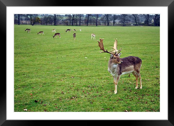 Deer Looking Framed Mounted Print by Daniel Gray