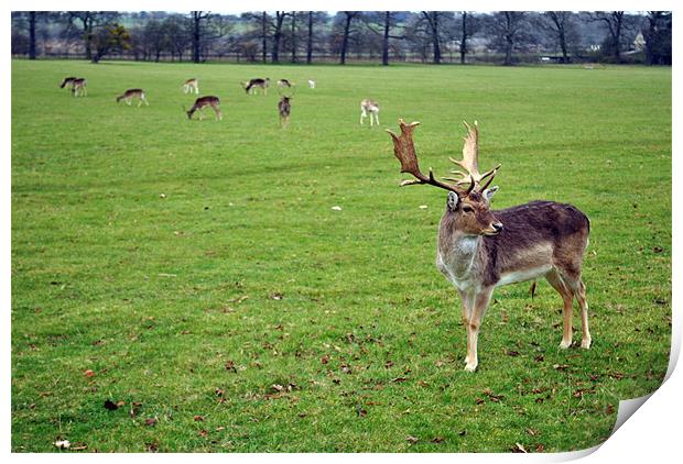 Deer Looking Print by Daniel Gray