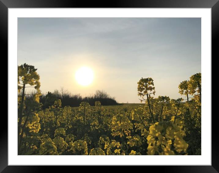 Sunlight on Spring Meadow  Framed Mounted Print by George Anthony