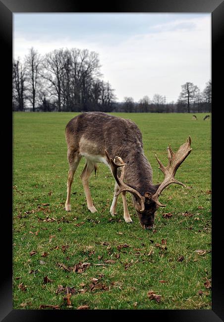 Grazing Deer 3 Framed Print by Daniel Gray