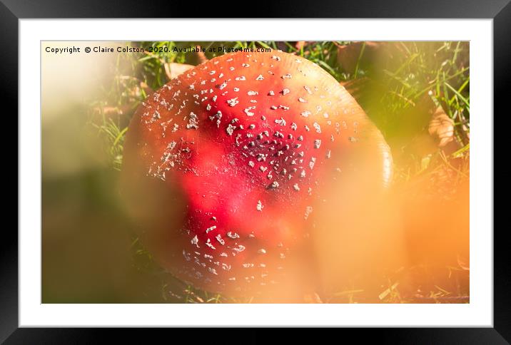 Amanita Muscaria Framed Mounted Print by Claire Colston