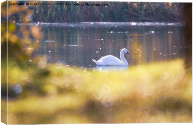 Swan Canvas Print by Claire Colston