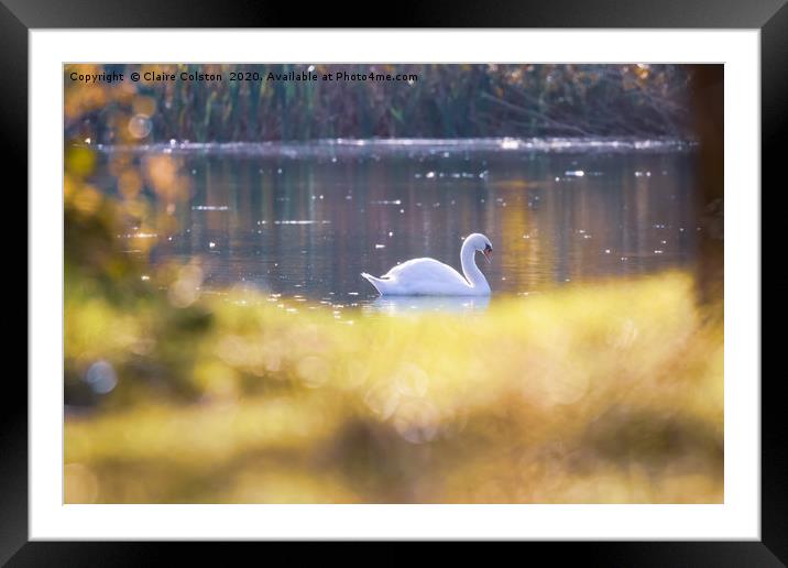 Swan Framed Mounted Print by Claire Colston