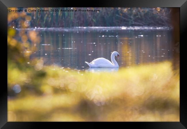 Swan Framed Print by Claire Colston