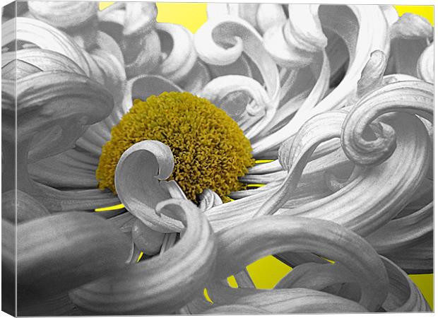 Curly Chrysanthemum In White Canvas Print by Nicola Hawkes