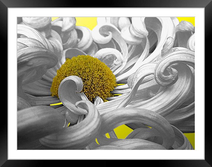 Curly Chrysanthemum In White Framed Mounted Print by Nicola Hawkes