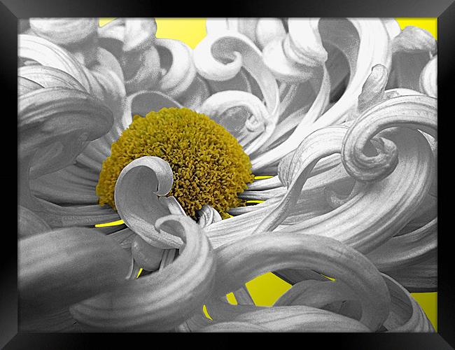 Curly Chrysanthemum In White Framed Print by Nicola Hawkes