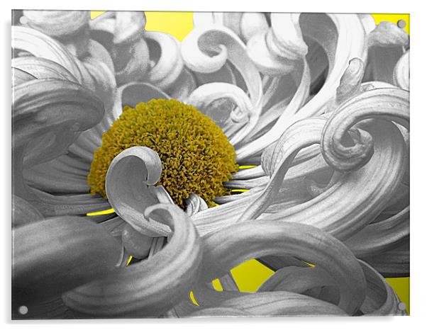 Curly Chrysanthemum In White Acrylic by Nicola Hawkes