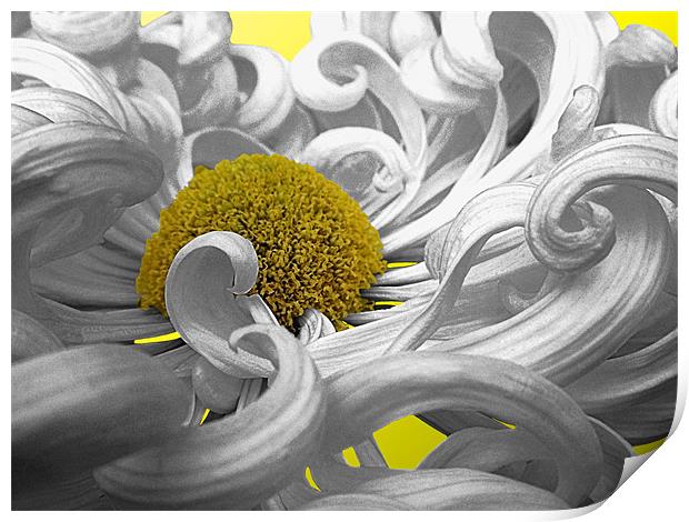 Curly Chrysanthemum In White Print by Nicola Hawkes