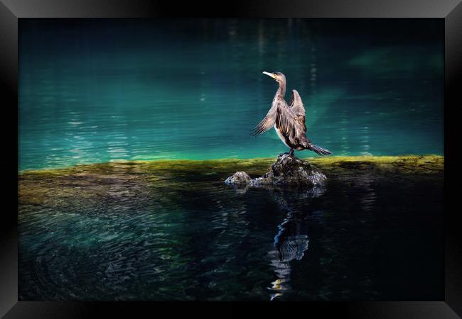 Bird on a lake Framed Print by Svetlana Sewell