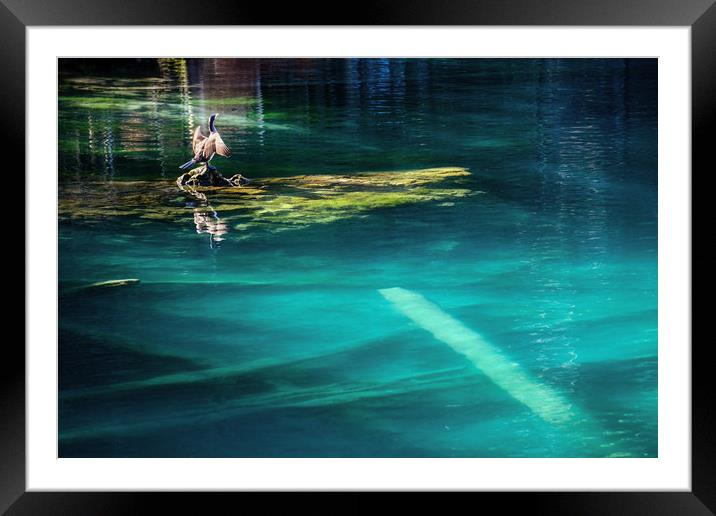 Bird on a lake Framed Mounted Print by Svetlana Sewell