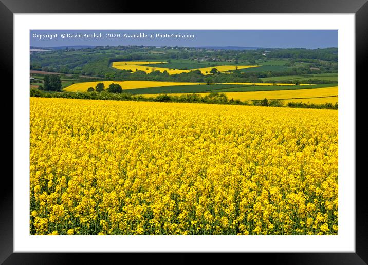 Yellow Rapeseed Fields in Summer Framed Mounted Print by David Birchall