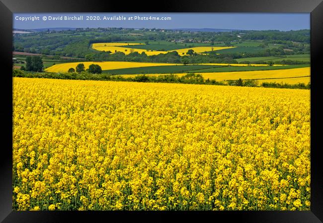 Yellow Rapeseed Fields in Summer Framed Print by David Birchall