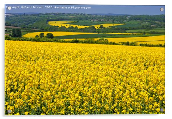 Yellow Rapeseed Fields in Summer Acrylic by David Birchall
