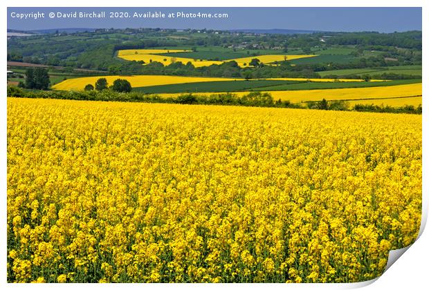 Yellow Rapeseed Fields in Summer Print by David Birchall