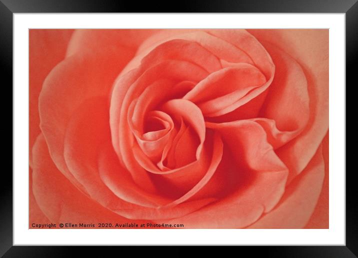 Macro Rose Framed Mounted Print by Ellen Morris