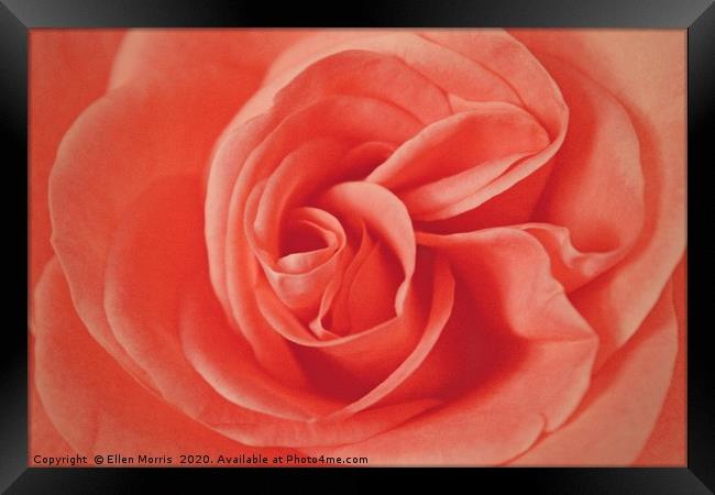 Macro Rose Framed Print by Ellen Morris