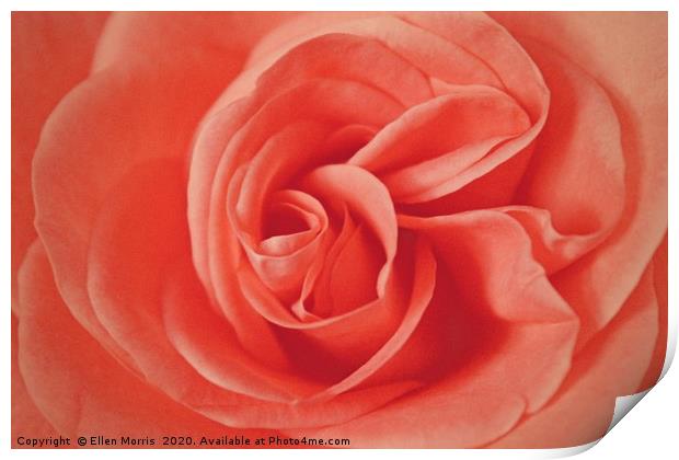 Macro Rose Print by Ellen Morris
