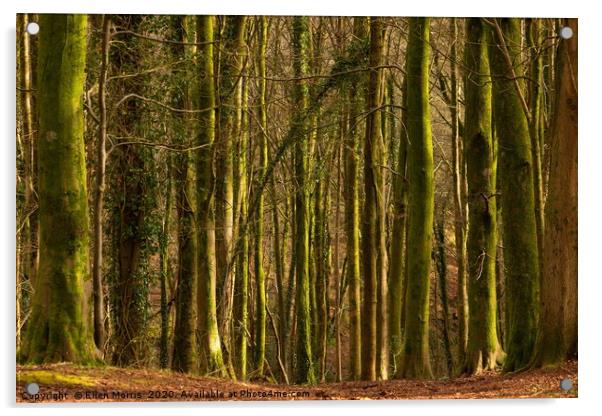 Forest Fawr Woodland Acrylic by Ellen Morris