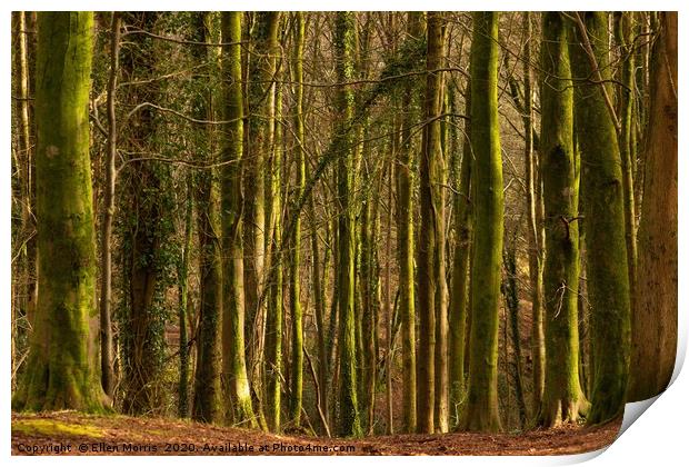 Forest Fawr Woodland Print by Ellen Morris