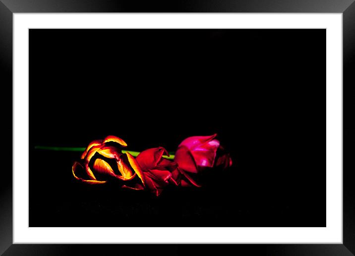 Tulips on a black background Framed Mounted Print by Dawn O'Connor