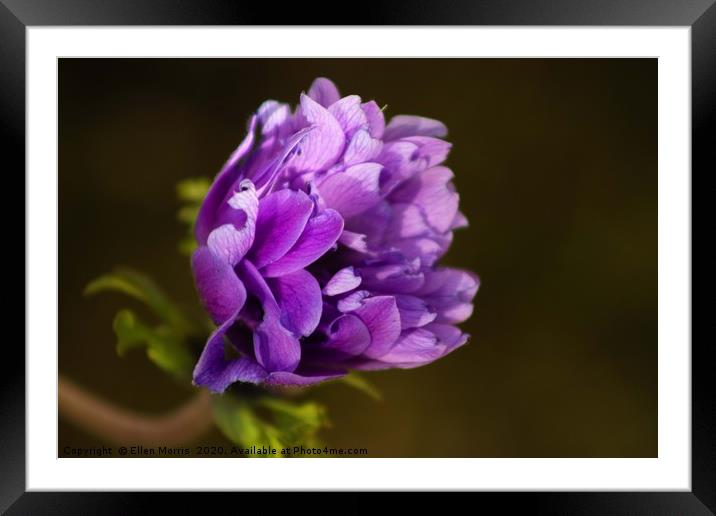 Purple Flower Framed Mounted Print by Ellen Morris