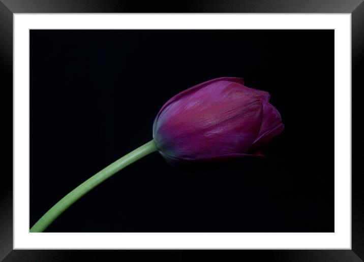 Purple Tulip on a black background Framed Mounted Print by Dawn O'Connor