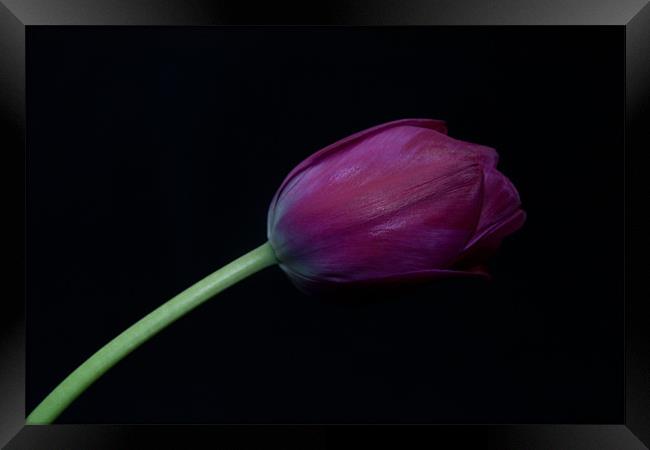 Purple Tulip on a black background Framed Print by Dawn O'Connor