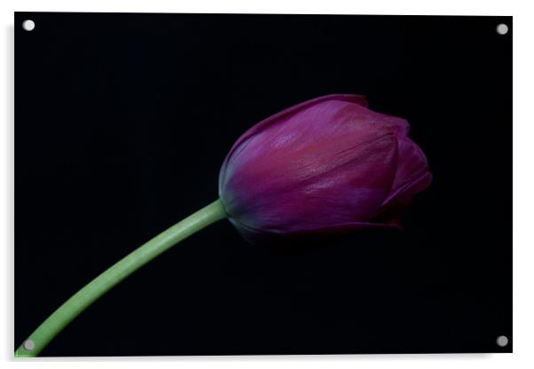 Purple Tulip on a black background Acrylic by Dawn O'Connor