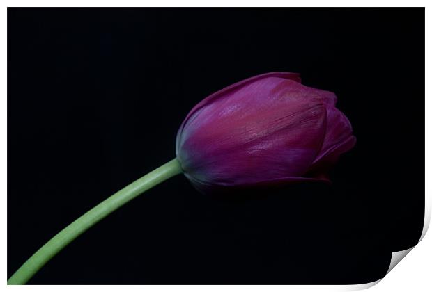 Purple Tulip on a black background Print by Dawn O'Connor