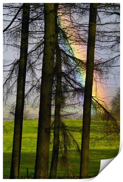 Refraction and Larches Print by Steven Watson