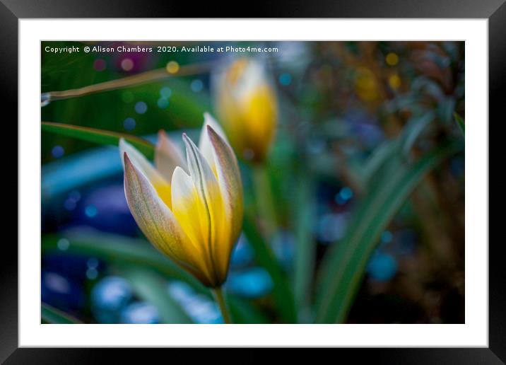 Botanical Tulip Framed Mounted Print by Alison Chambers