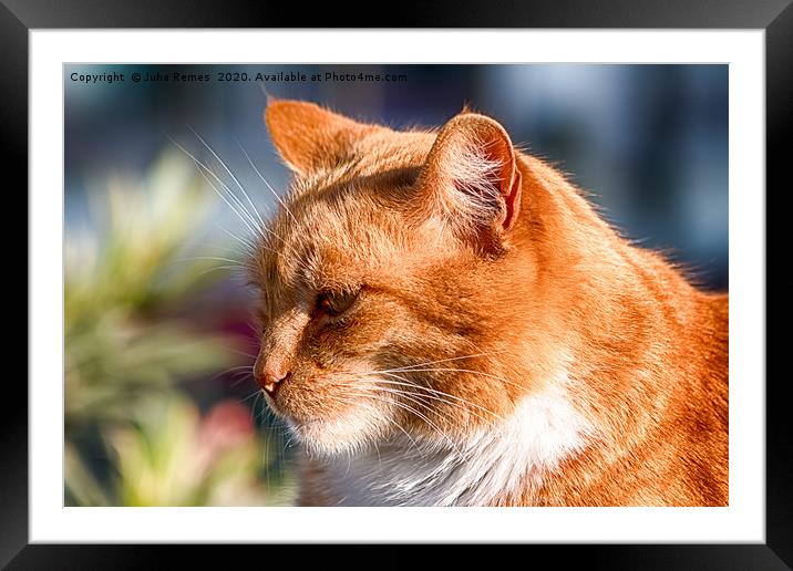 Street Cat Framed Mounted Print by Juha Remes