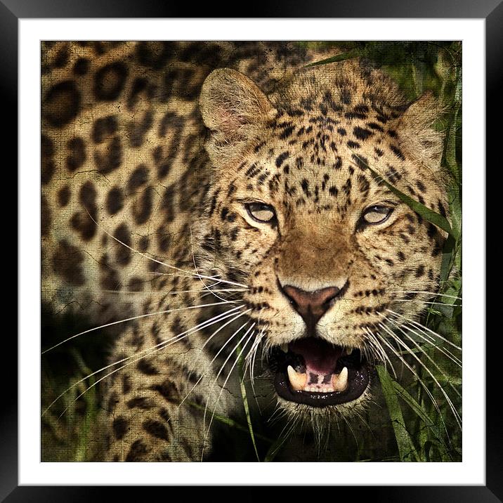 Leopard Framed Mounted Print by Dave Turner