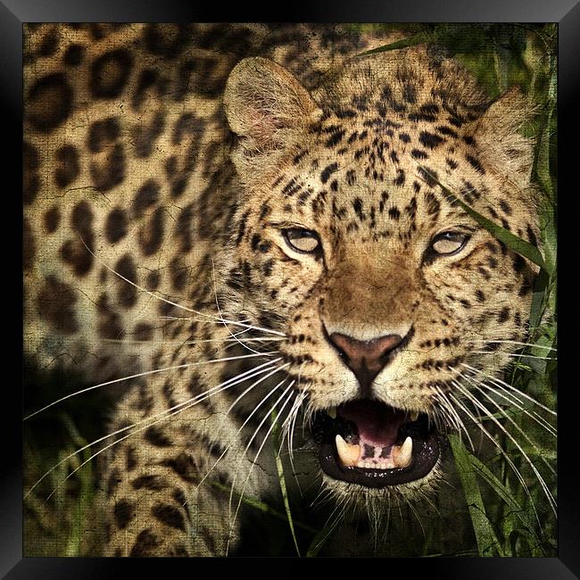 Leopard Framed Print by Dave Turner