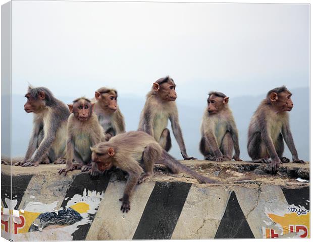 monkey group Canvas Print by Hassan Najmy