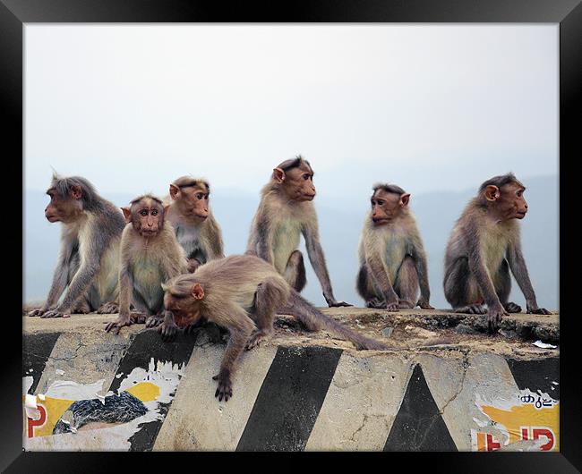 monkey group Framed Print by Hassan Najmy