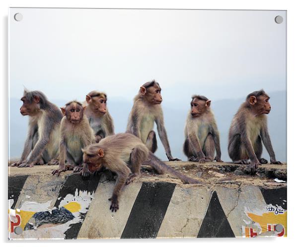 monkey group Acrylic by Hassan Najmy