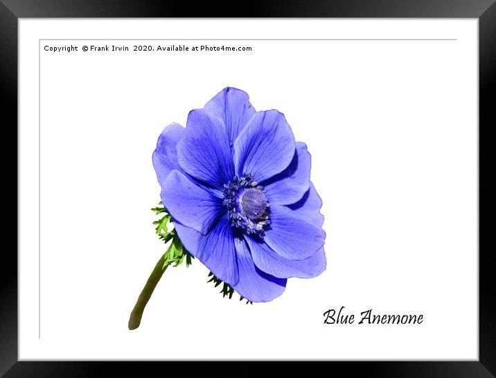Blue Anemone with designation Framed Mounted Print by Frank Irwin