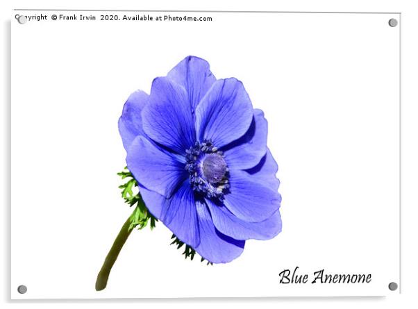 Blue Anemone with designation Acrylic by Frank Irwin