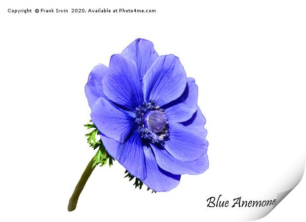Blue Anemone with designation Print by Frank Irwin