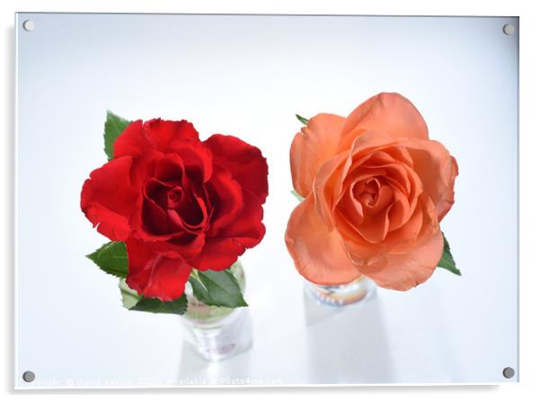 one red rose, one orange rose Acrylic by Photogold Prints
