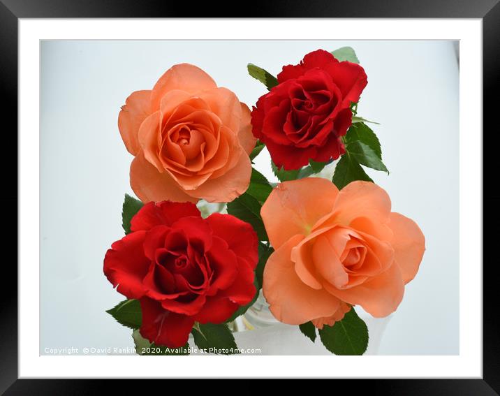 two red roses, two orange roses Framed Mounted Print by Photogold Prints