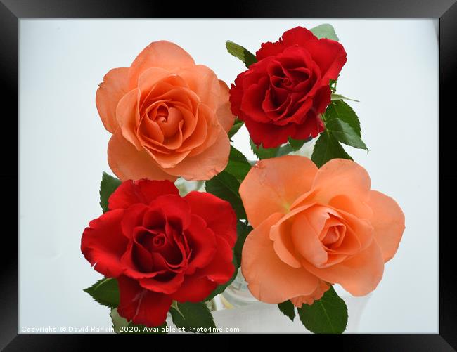 two red roses, two orange roses Framed Print by Photogold Prints