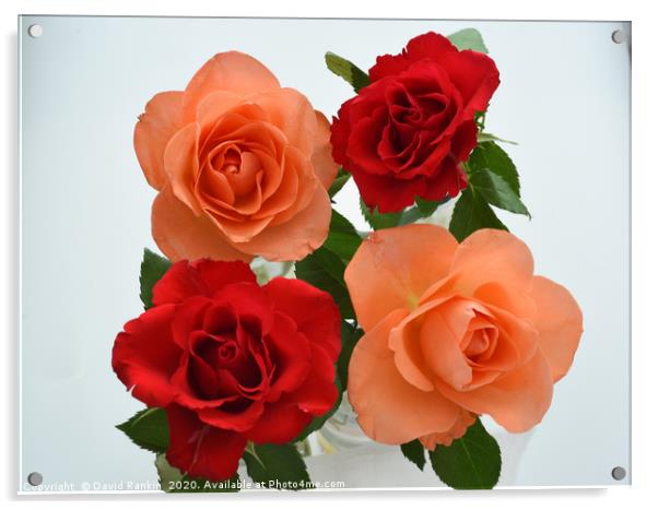 two red roses, two orange roses Acrylic by Photogold Prints