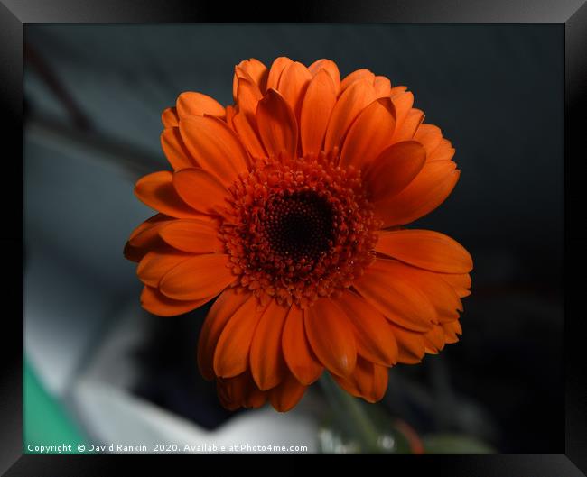 orange chrysanthemum Framed Print by Photogold Prints
