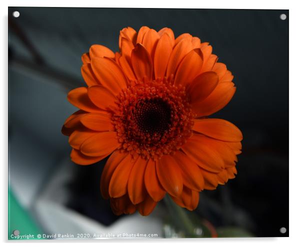 orange chrysanthemum Acrylic by Photogold Prints