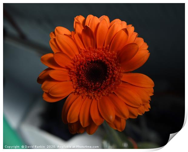 orange chrysanthemum Print by Photogold Prints