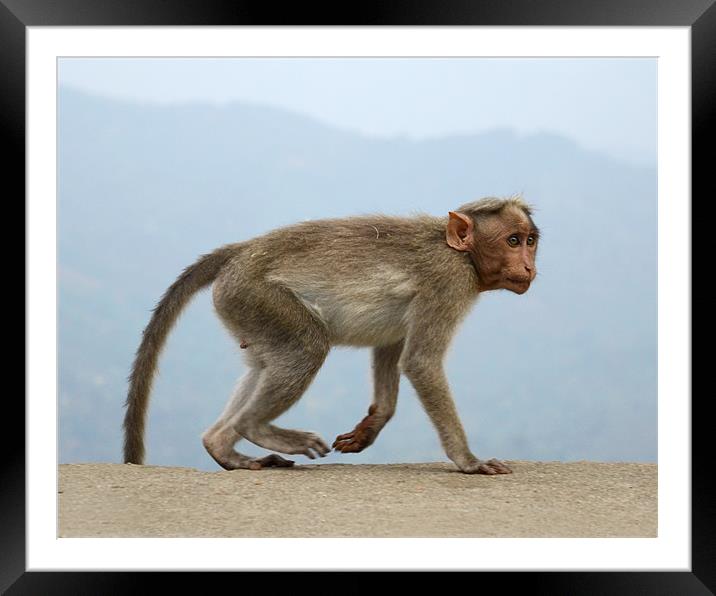 monkey3 Framed Mounted Print by Hassan Najmy